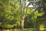 Totholzbaum-mit-div-Hoehlen-und-Spalten